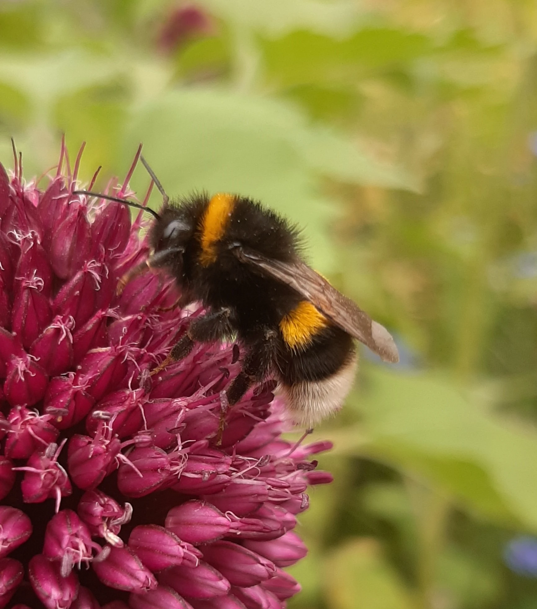 Bij op bloem