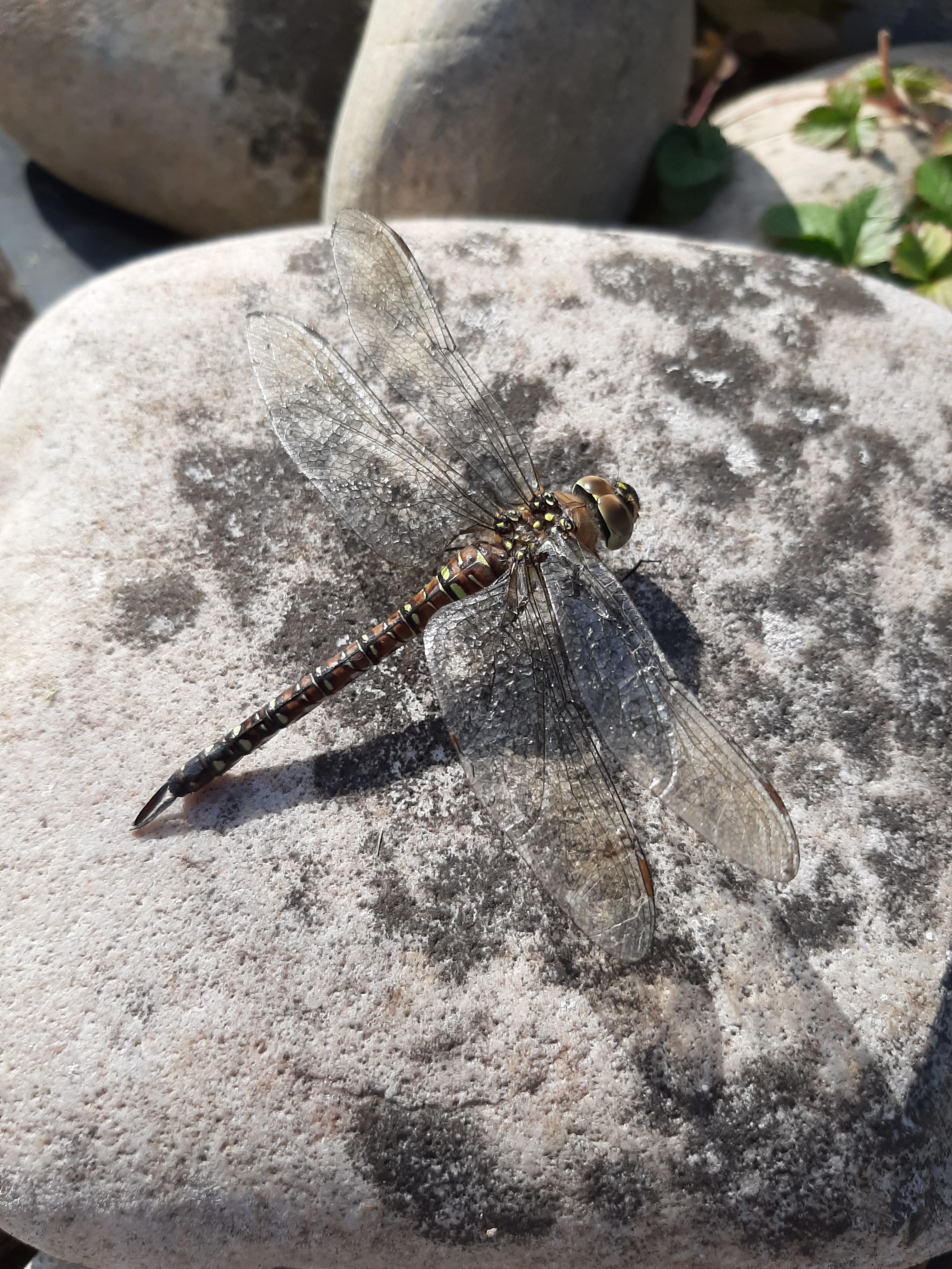 Libelle op een steen